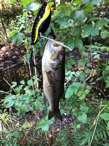 ラージマウスバスの釣果