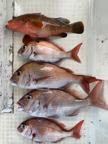 タイの釣果