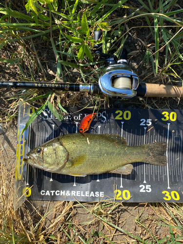 ブラックバスの釣果