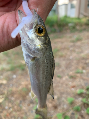 セイゴ（マルスズキ）の釣果