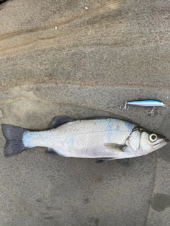 ヒラスズキの釣果