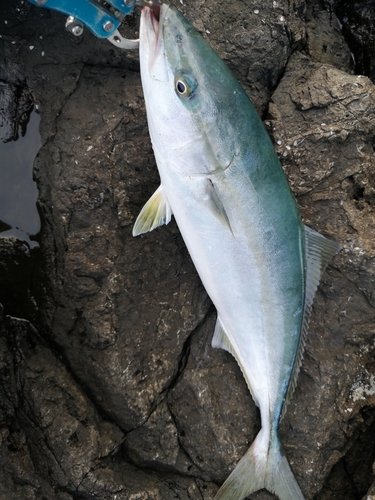 イナダの釣果