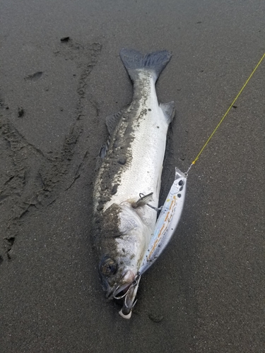 フッコ（マルスズキ）の釣果