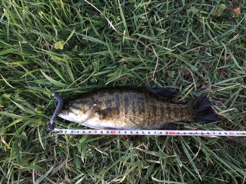 スモールマウスバスの釣果