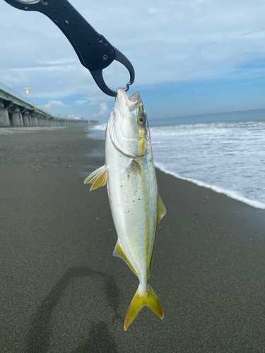 ワカシの釣果