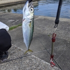 虹色！の釣果