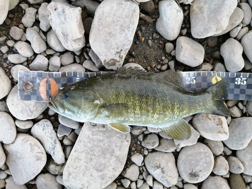 スモールマウスバスの釣果