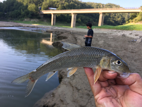 ニゴイの釣果