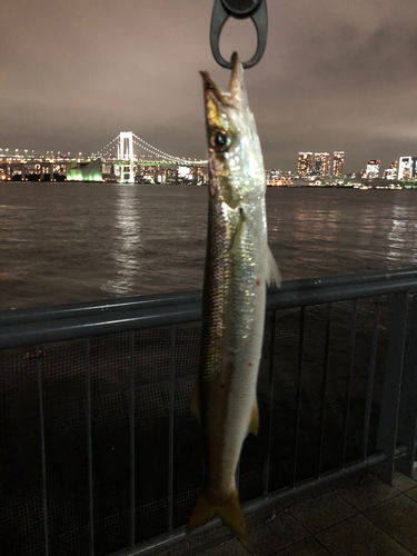 アカカマスの釣果