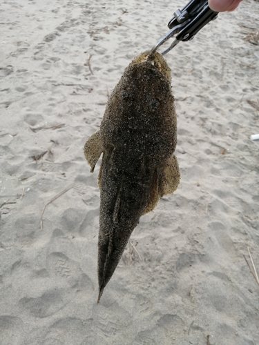 マゴチの釣果