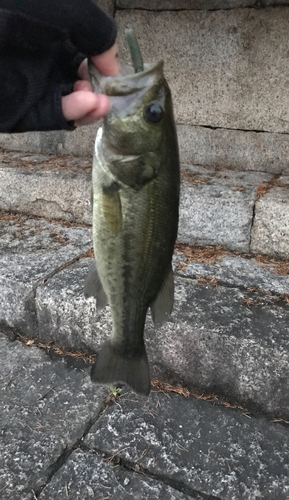 ラージマウスバスの釣果