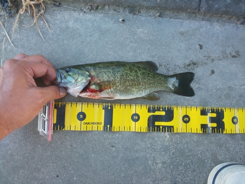 スモールマウスバスの釣果