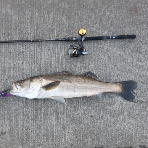 スズキの釣果