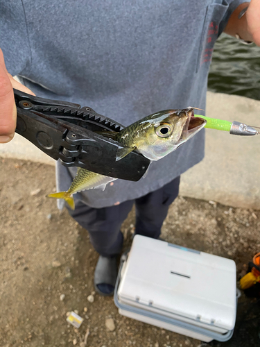 サバの釣果