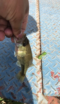 ブラックバスの釣果