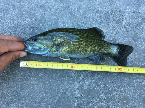 スモールマウスバスの釣果