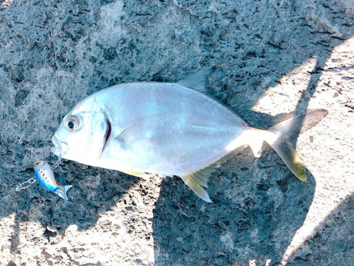 メッキの釣果