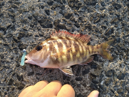 ハマフエフキの釣果