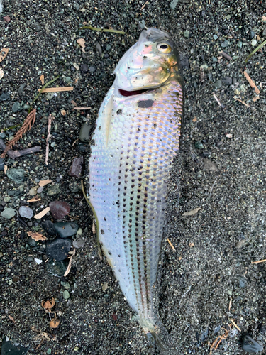 コノシロの釣果