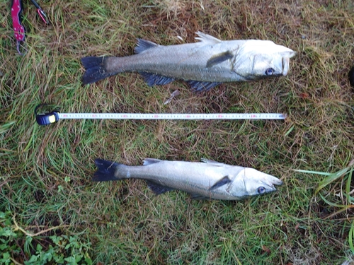 シーバスの釣果