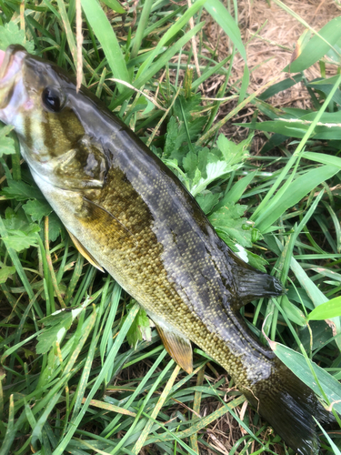 スモールマウスバスの釣果