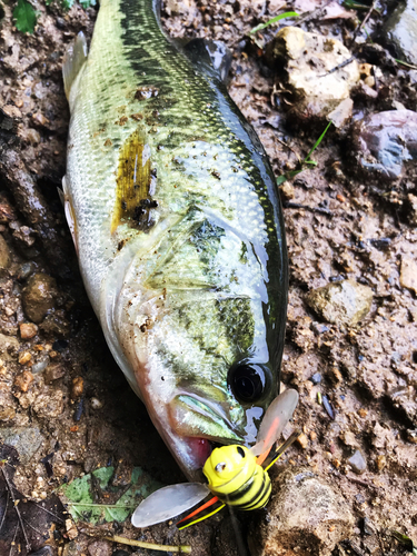 ブラックバスの釣果