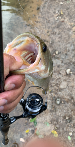 ブラックバスの釣果