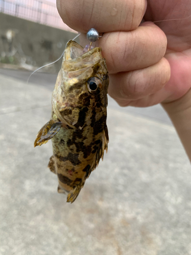 タケノコメバルの釣果