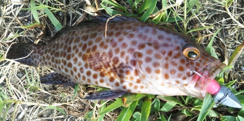 オオモンハタの釣果