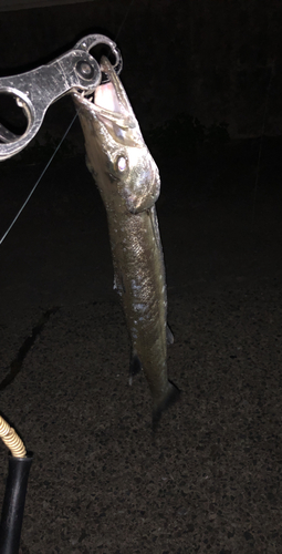 オニカマスの釣果