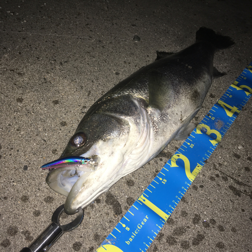 フッコ（マルスズキ）の釣果