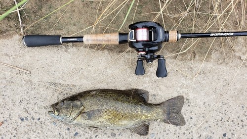 スモールマウスバスの釣果