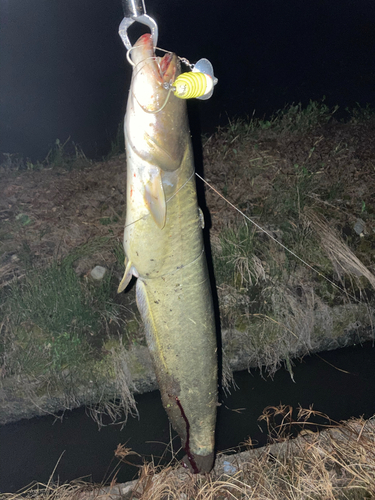 ナマズの釣果