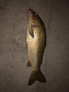 コイの釣果