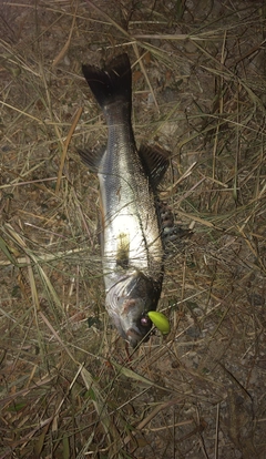 フッコ（マルスズキ）の釣果