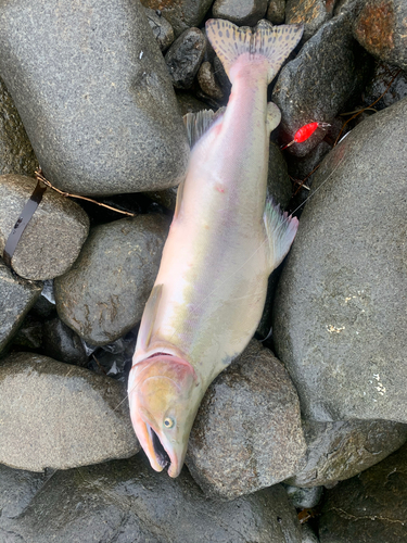 カラフトマスの釣果