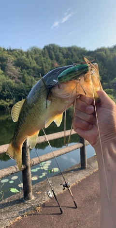 ブラックバスの釣果