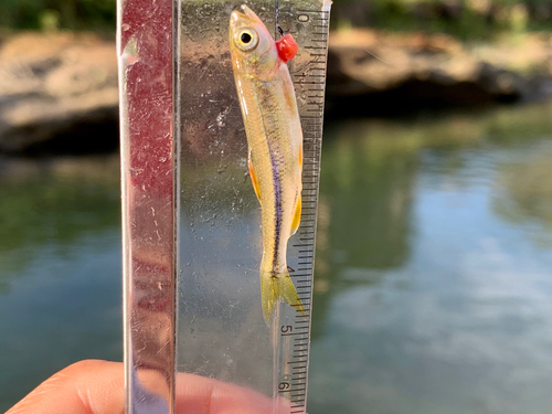 アブラハヤの釣果