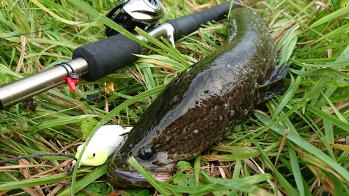 ライギョの釣果