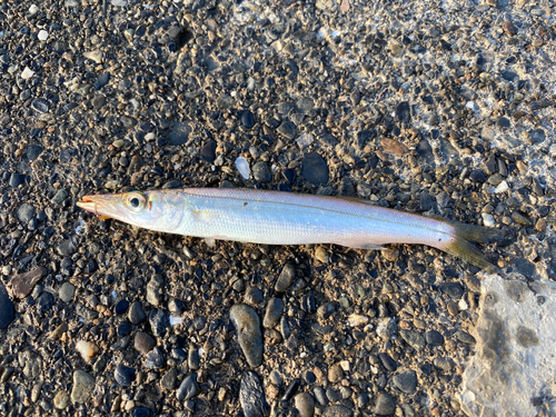 カマスの釣果