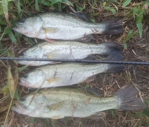 ブラックバスの釣果