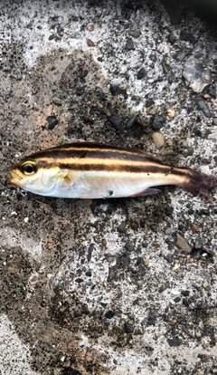 釣果