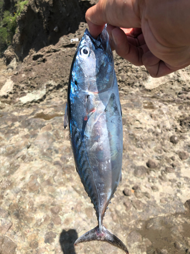 カツオの釣果