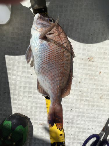 タイの釣果