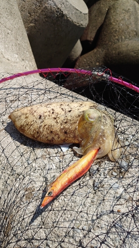 コウイカの釣果