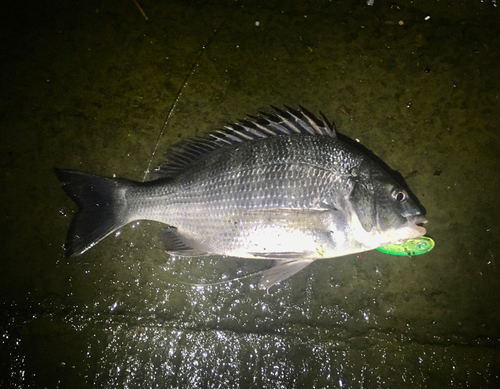 クロダイの釣果