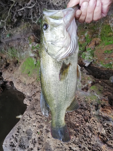 ラージマウスバスの釣果