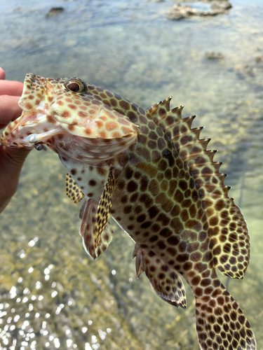 イシミーバイの釣果