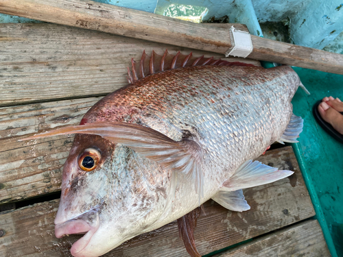 マダイの釣果