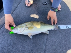 ブラックバスの釣果